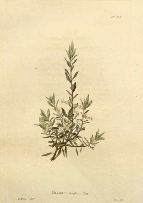 Reproducción/Reproduction 48637445396: The botanical cabinet. London :John & Arthur Arch ...,1817-1833.. 
