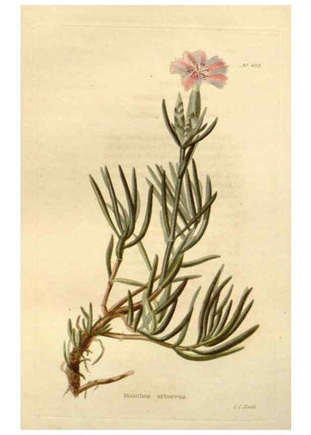Reproducción/Reproduction 48637584662: The botanical cabinet. London :John & Arthur Arch ...,1817-1833.. 