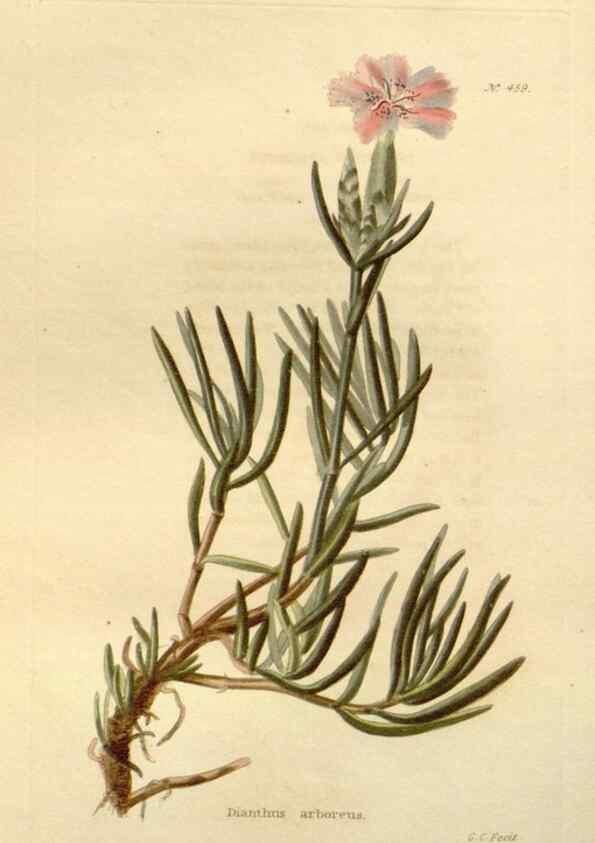 Reproducción/Reproduction 48637584662: The botanical cabinet. London :John & Arthur Arch ...,1817-1833.. 