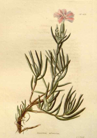 Reproducción/Reproduction 48637584662: The botanical cabinet. London :John & Arthur Arch ...,1817-1833.. 