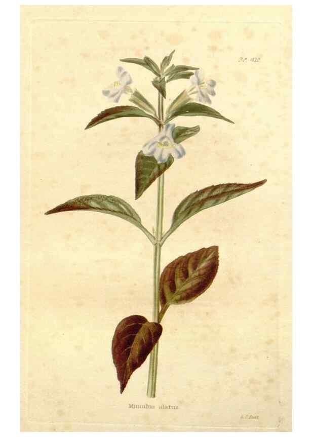 Reproducción/Reproduction 48637420046: The botanical cabinet. London :John & Arthur Arch ...,1817-1833.. 