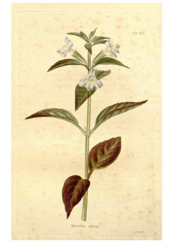 Reproducción/Reproduction 48637420046: The botanical cabinet. London :John & Arthur Arch ...,1817-1833.. 