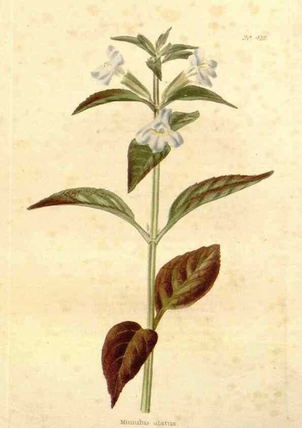 Reproducción/Reproduction 48637420046: The botanical cabinet. London :John & Arthur Arch ...,1817-1833.. 