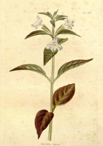Reproducción/Reproduction 48637420046: The botanical cabinet. London :John & Arthur Arch ...,1817-1833.. 
