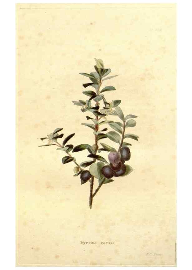 Reproducción/Reproduction 48637067738: The botanical cabinet. London :John & Arthur Arch ...,1817-1833.. 