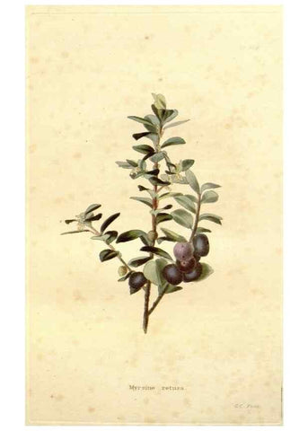 Reproducción/Reproduction 48637067738: The botanical cabinet. London :John & Arthur Arch ...,1817-1833.. 