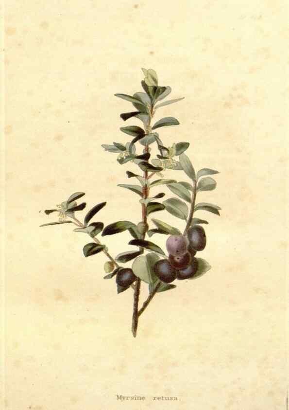 Reproducción/Reproduction 48637067738: The botanical cabinet. London :John & Arthur Arch ...,1817-1833.. 