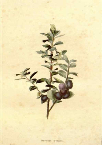 Reproducción/Reproduction 48637067738: The botanical cabinet. London :John & Arthur Arch ...,1817-1833.. 