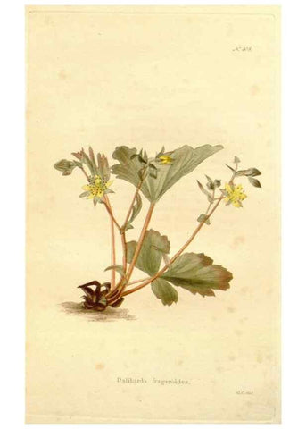 Reproducción/Reproduction 48637067393: The botanical cabinet. London :John & Arthur Arch ...,1817-1833.. 