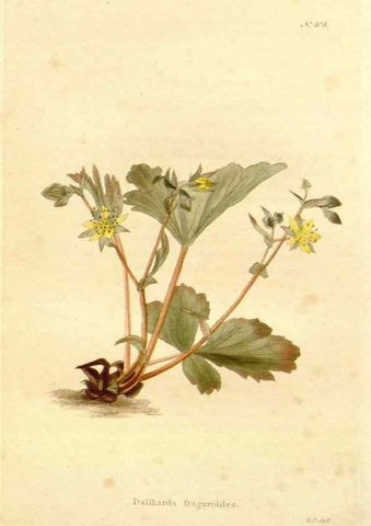 Reproducción/Reproduction 48637067393: The botanical cabinet. London :John & Arthur Arch ...,1817-1833.. 