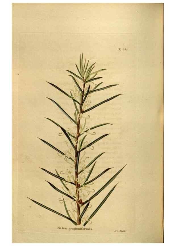 Reproducción/Reproduction 48636998673: The botanical cabinet. London :John & Arthur Arch ...,1817-1833.. 