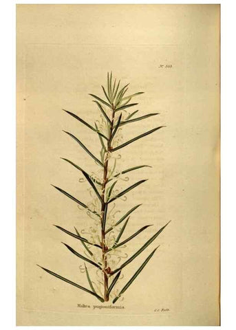 Reproducción/Reproduction 48636998673: The botanical cabinet. London :John & Arthur Arch ...,1817-1833.. 