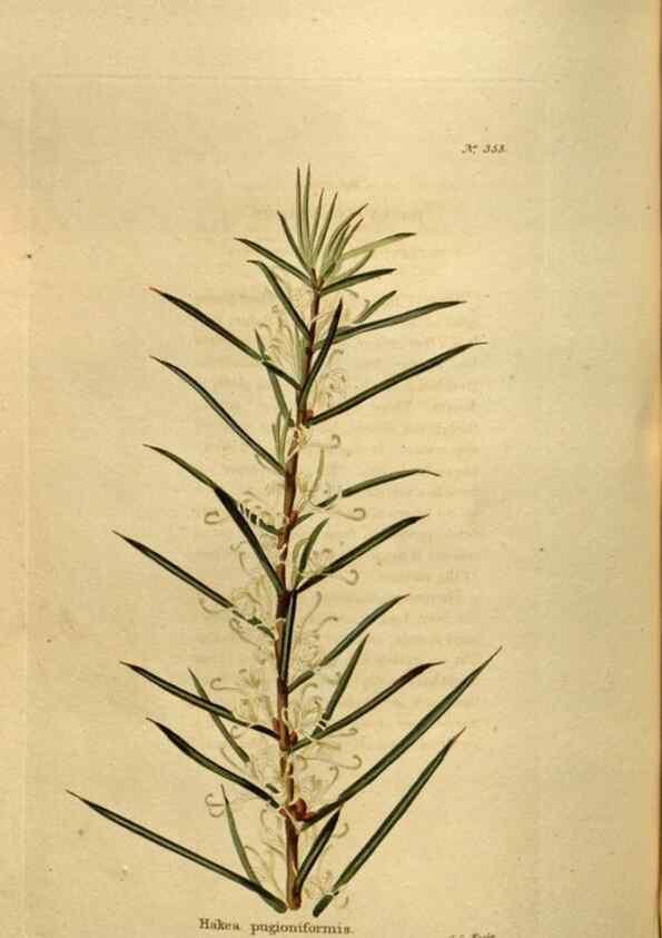 Reproducción/Reproduction 48636998673: The botanical cabinet. London :John & Arthur Arch ...,1817-1833.. 