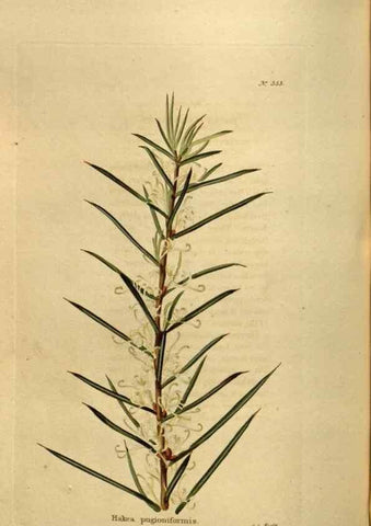 Reproducción/Reproduction 48636998673: The botanical cabinet. London :John & Arthur Arch ...,1817-1833.. 