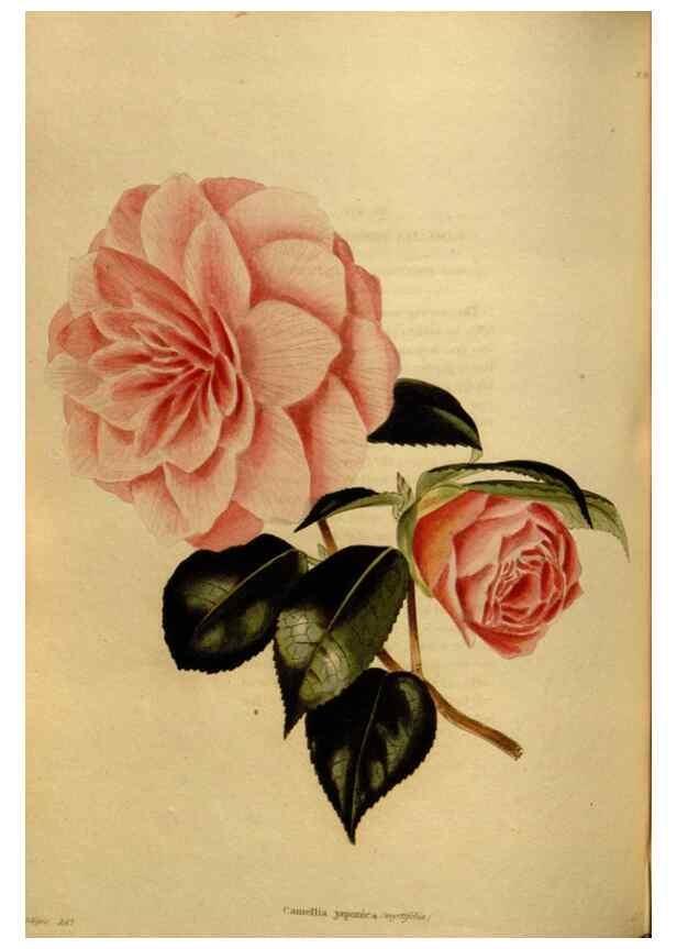 Reproducción/Reproduction 48636999073: The botanical cabinet. London :John & Arthur Arch ...,1817-1833.. 