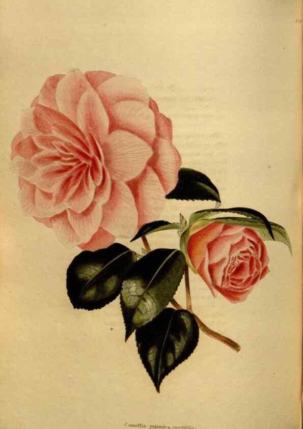 Reproducción/Reproduction 48636999073: The botanical cabinet. London :John & Arthur Arch ...,1817-1833.. 