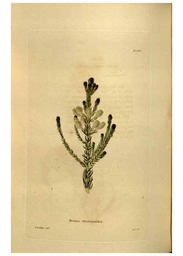 Reproducción/Reproduction 48636999458: The botanical cabinet. London :John & Arthur Arch ...,1817-1833.. 