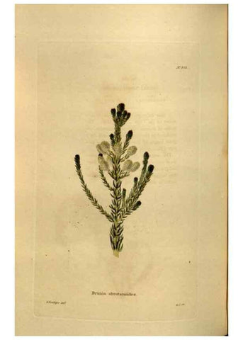 Reproducción/Reproduction 48636999458: The botanical cabinet. London :John & Arthur Arch ...,1817-1833.. 