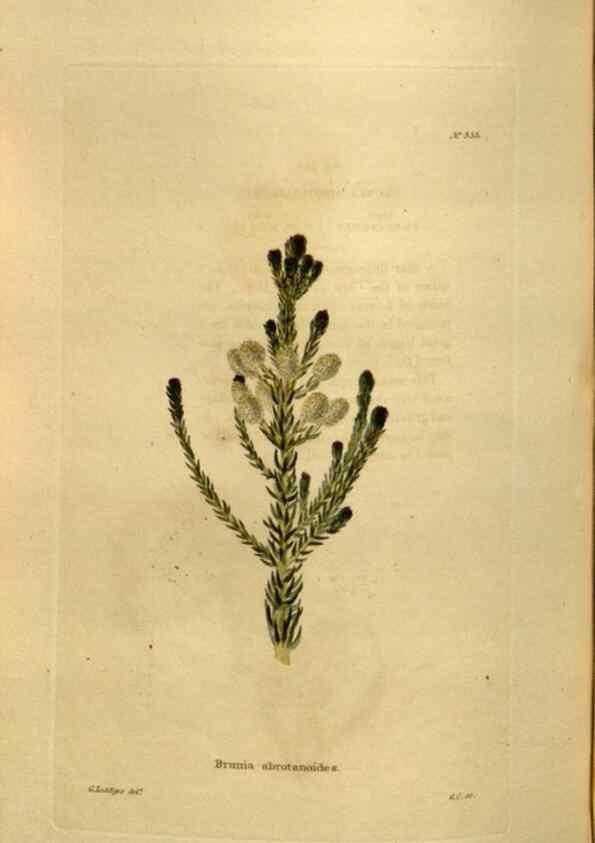 Reproducción/Reproduction 48636999458: The botanical cabinet. London :John & Arthur Arch ...,1817-1833.. 