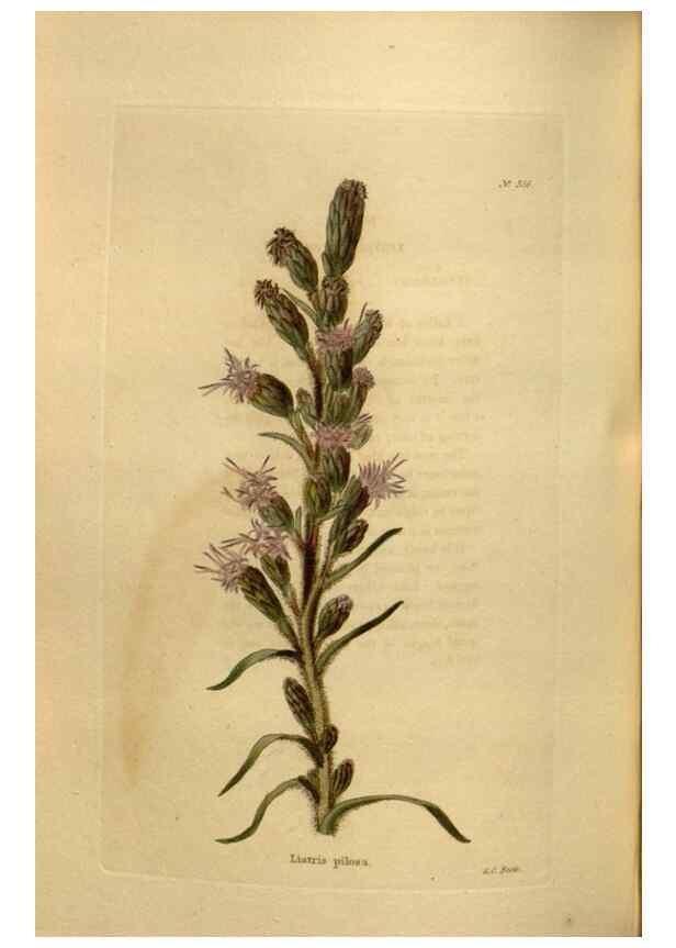 Reproducción/Reproduction 48637351826: The botanical cabinet. London :John & Arthur Arch ...,1817-1833.. 
