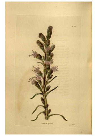 Reproducción/Reproduction 48637351826: The botanical cabinet. London :John & Arthur Arch ...,1817-1833.. 