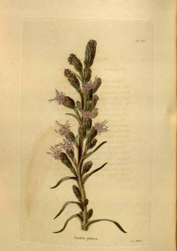 Reproducción/Reproduction 48637351826: The botanical cabinet. London :John & Arthur Arch ...,1817-1833.. 