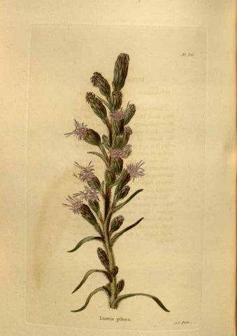 Reproducción/Reproduction 48637351826: The botanical cabinet. London :John & Arthur Arch ...,1817-1833.. 