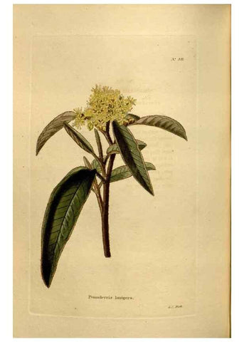 Reproducción/Reproduction 48637000118: The botanical cabinet. London :John & Arthur Arch ...,1817-1833.. 