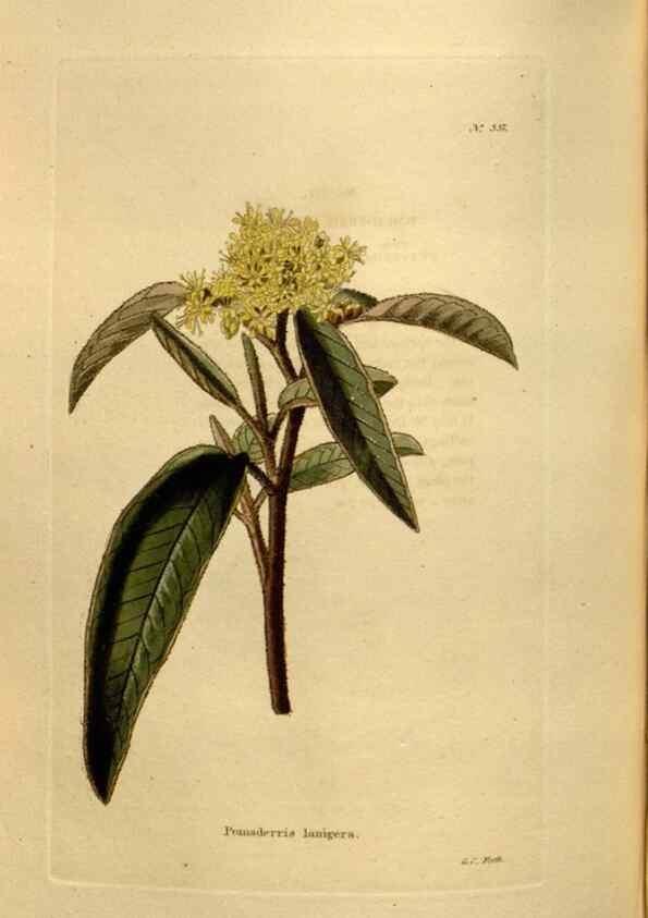 Reproducción/Reproduction 48637000118: The botanical cabinet. London :John & Arthur Arch ...,1817-1833.. 