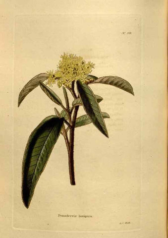 Reproducción/Reproduction 48637000118: The botanical cabinet. London :John & Arthur Arch ...,1817-1833.. 