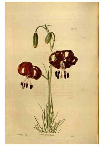 Reproducción/Reproduction 48637352551: The botanical cabinet. London :John & Arthur Arch ...,1817-1833.. 