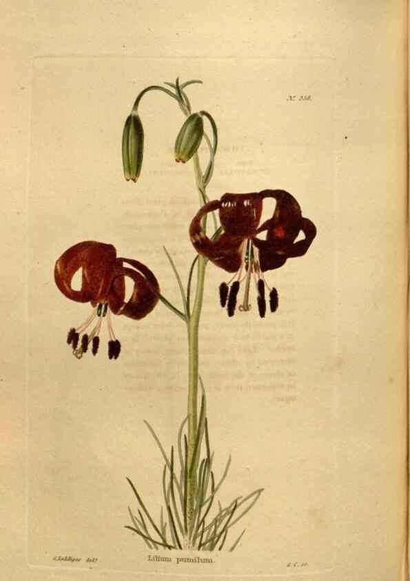 Reproducción/Reproduction 48637352551: The botanical cabinet. London :John & Arthur Arch ...,1817-1833.. 