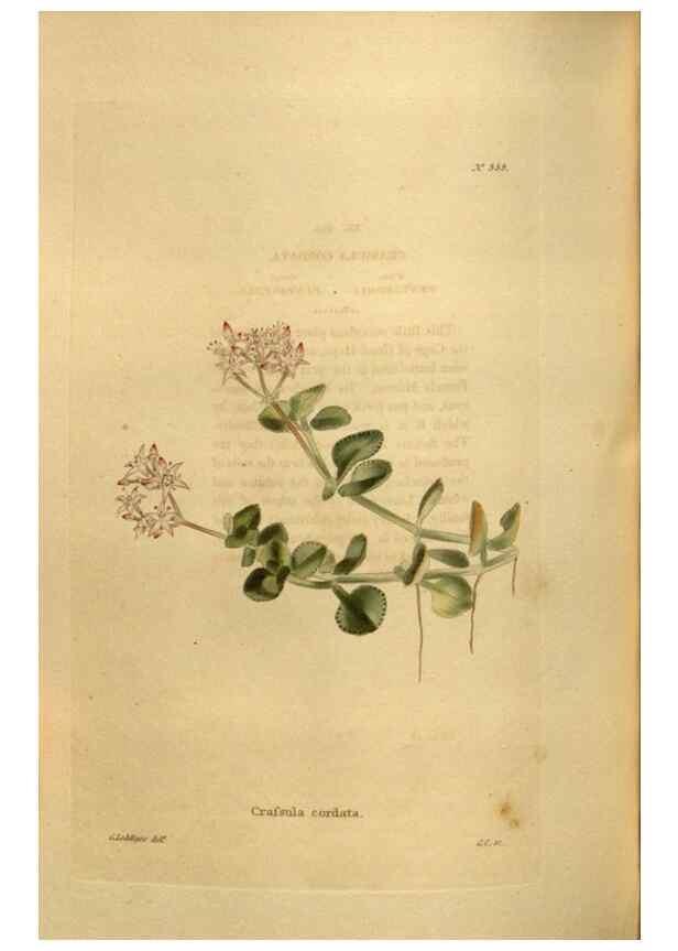 Reproducción/Reproduction 48637000933: The botanical cabinet. London :John & Arthur Arch ...,1817-1833.. 