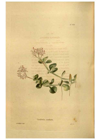 Reproducción/Reproduction 48637000933: The botanical cabinet. London :John & Arthur Arch ...,1817-1833.. 