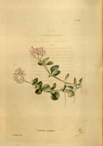 Reproducción/Reproduction 48637000933: The botanical cabinet. London :John & Arthur Arch ...,1817-1833.. 