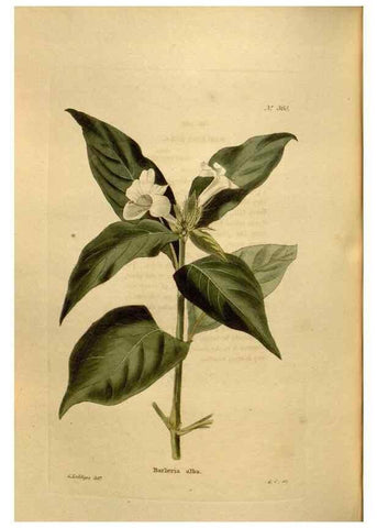 Reproducción/Reproduction 48637494837: The botanical cabinet. London :John & Arthur Arch ...,1817-1833.. 