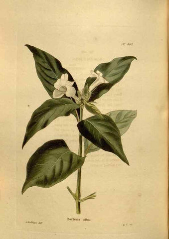 Reproducción/Reproduction 48637494837: The botanical cabinet. London :John & Arthur Arch ...,1817-1833.. 
