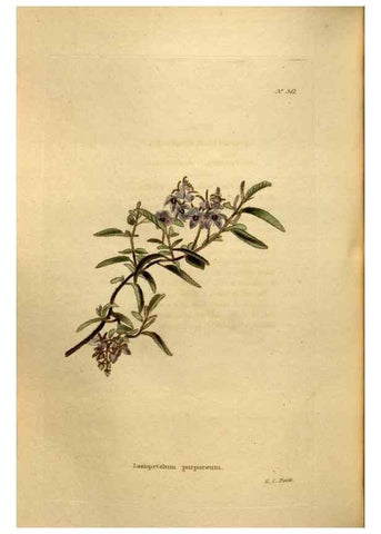 Reproducción/Reproduction 48637001513: The botanical cabinet. London :John & Arthur Arch ...,1817-1833.. 