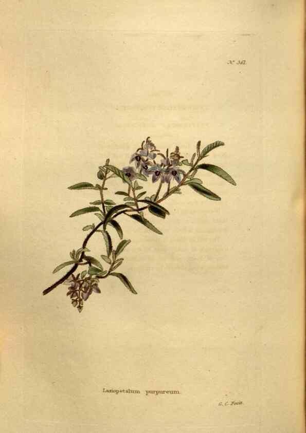 Reproducción/Reproduction 48637001513: The botanical cabinet. London :John & Arthur Arch ...,1817-1833.. 
