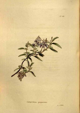 Reproducción/Reproduction 48637001513: The botanical cabinet. London :John & Arthur Arch ...,1817-1833.. 