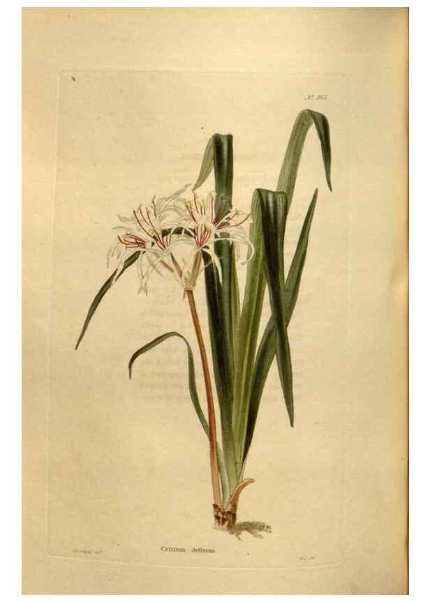 Reproducción/Reproduction 48637495547: The botanical cabinet. London :John & Arthur Arch ...,1817-1833.. 