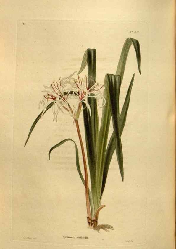 Reproducción/Reproduction 48637495547: The botanical cabinet. London :John & Arthur Arch ...,1817-1833.. 