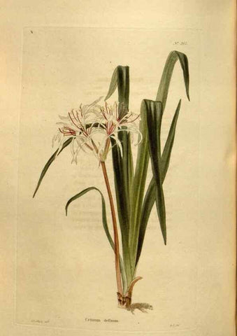Reproducción/Reproduction 48637495547: The botanical cabinet. London :John & Arthur Arch ...,1817-1833.. 