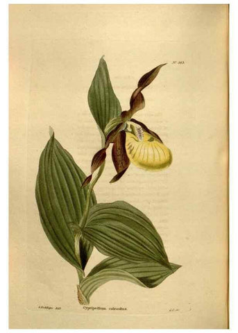 Reproducción/Reproduction 48637495812: The botanical cabinet. London :John & Arthur Arch ...,1817-1833.. 