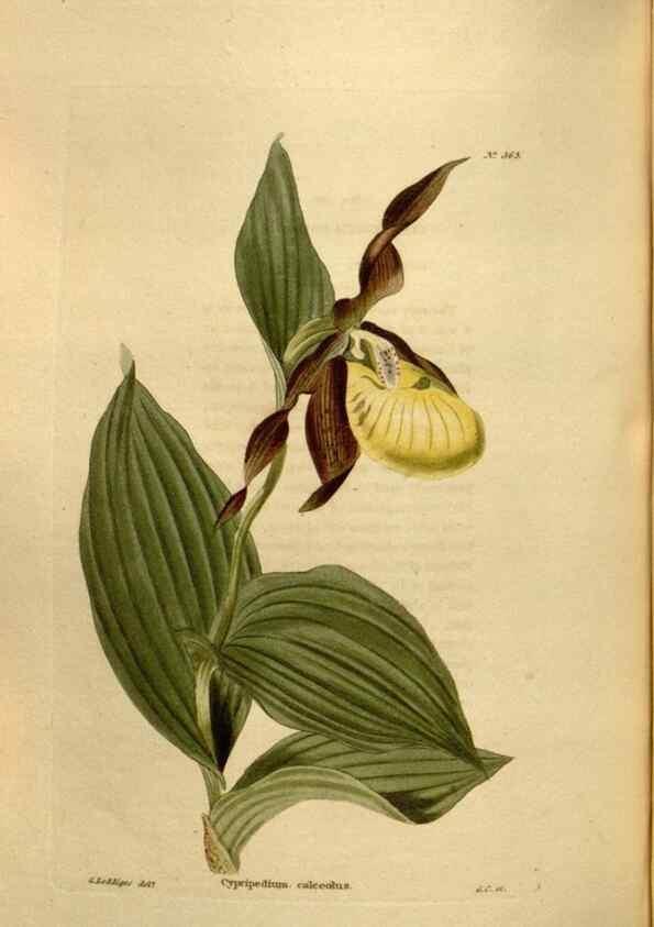 Reproducción/Reproduction 48637495812: The botanical cabinet. London :John & Arthur Arch ...,1817-1833.. 