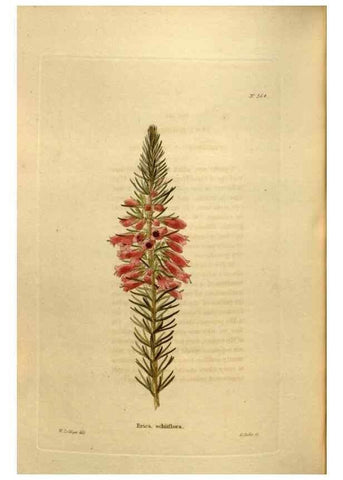 Reproducción/Reproduction 48637354901: The botanical cabinet. London :John & Arthur Arch ...,1817-1833.. 