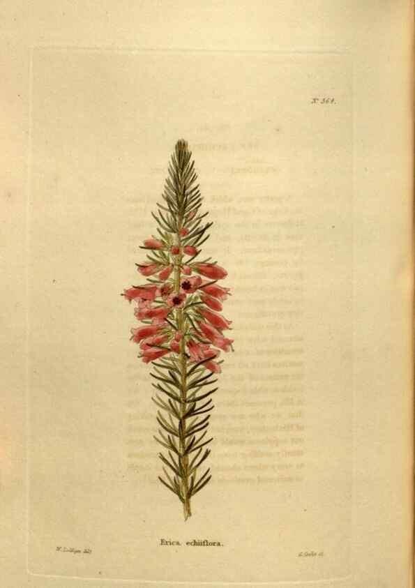 Reproducción/Reproduction 48637354901: The botanical cabinet. London :John & Arthur Arch ...,1817-1833.. 