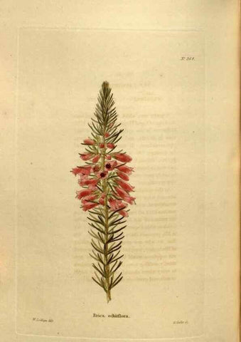 Reproducción/Reproduction 48637354901: The botanical cabinet. London :John & Arthur Arch ...,1817-1833.. 