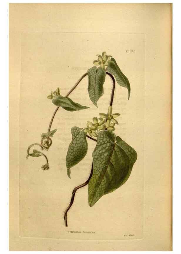 Reproducción/Reproduction 48637355271: The botanical cabinet. London :John & Arthur Arch ...,1817-1833.. 