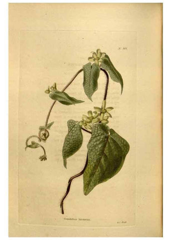 Reproducción/Reproduction 48637355271: The botanical cabinet. London :John & Arthur Arch ...,1817-1833.. 